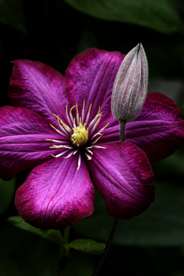 Clematis-Knospe 'in' voller Blüte