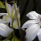 Clematis - Kreuzblick Stereo