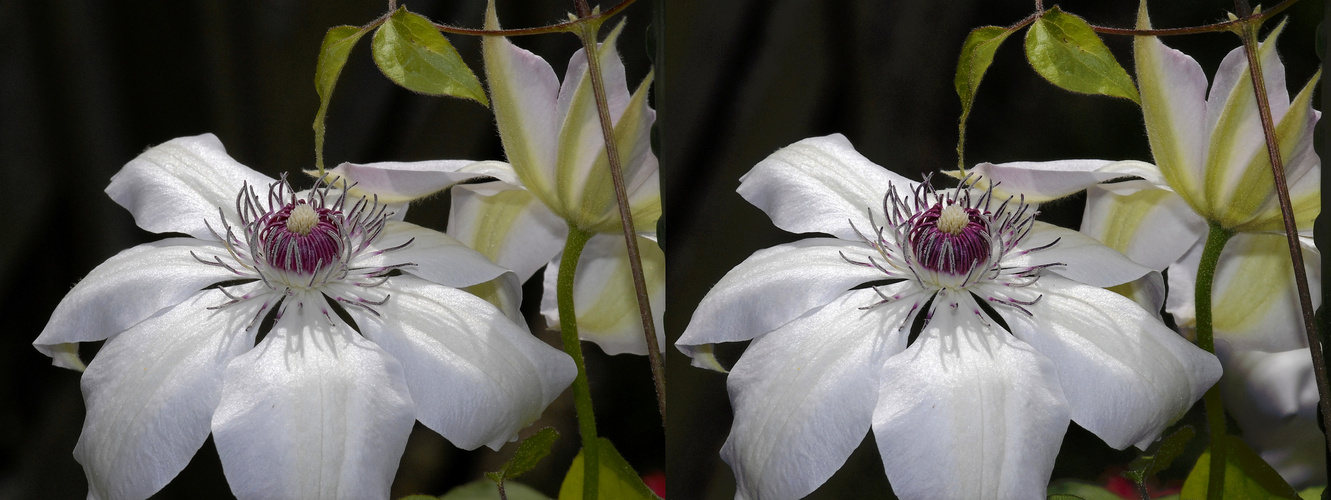 Clematis - Kreuzblick Stereo