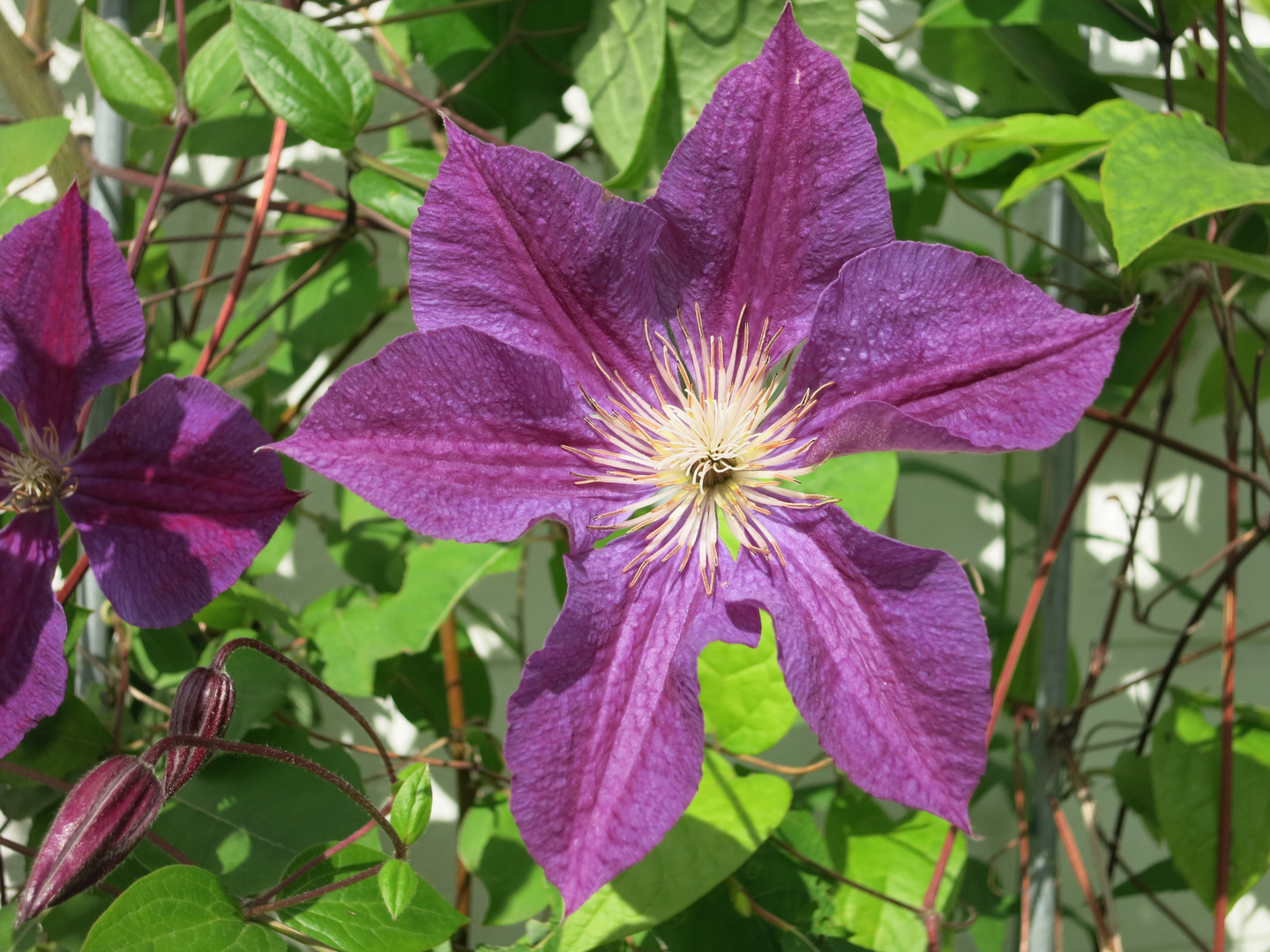 Clematis "le president"
