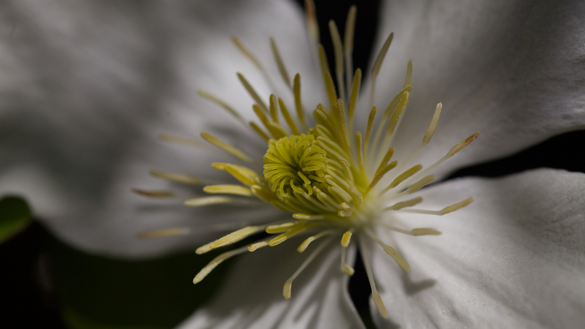 *** Clematis - Licht und Schatten ***