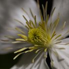 *** Clematis - Licht und Schatten ***