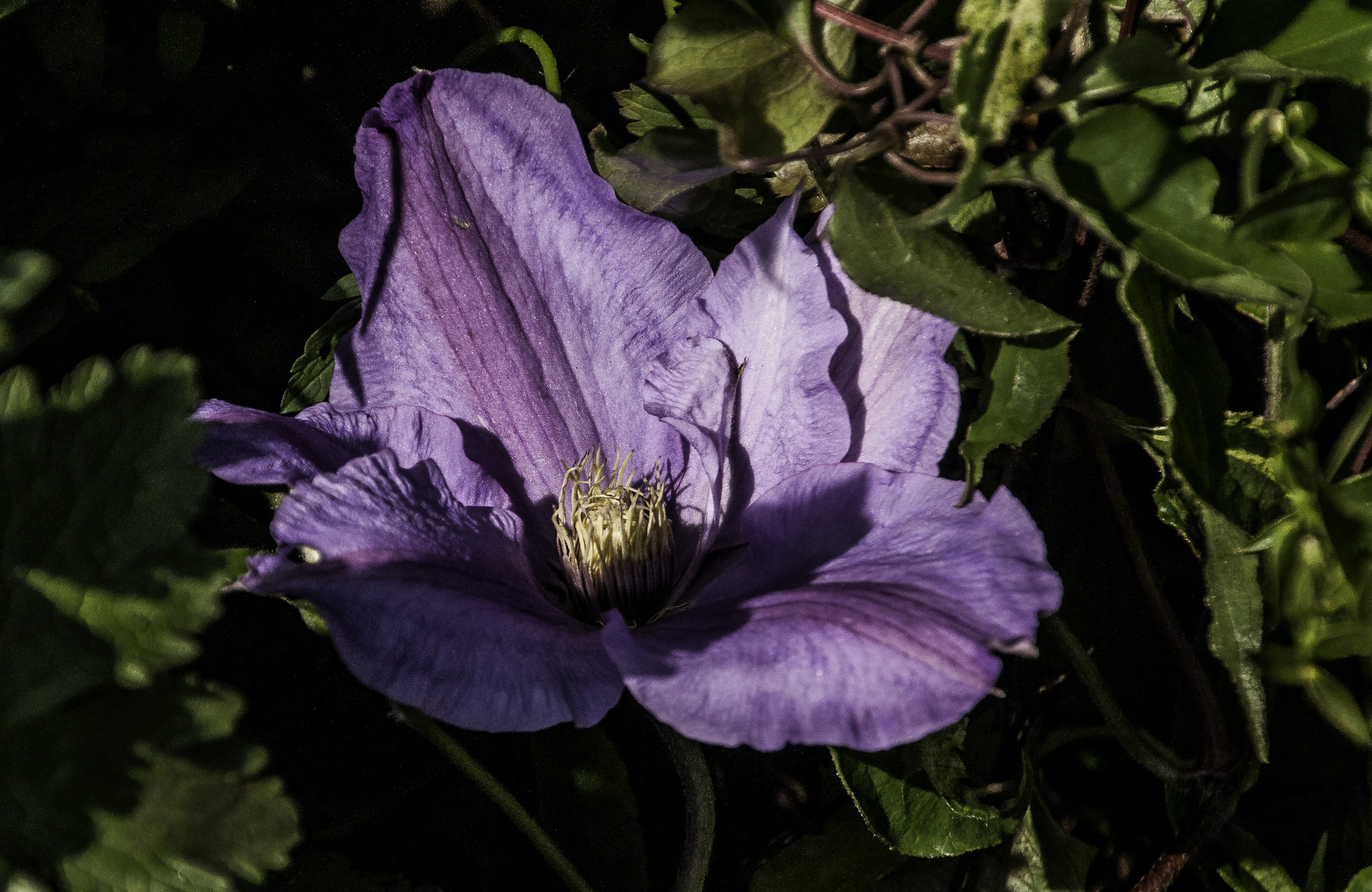 Clematis light and shade 2024