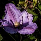 Clematis light and shade 2024