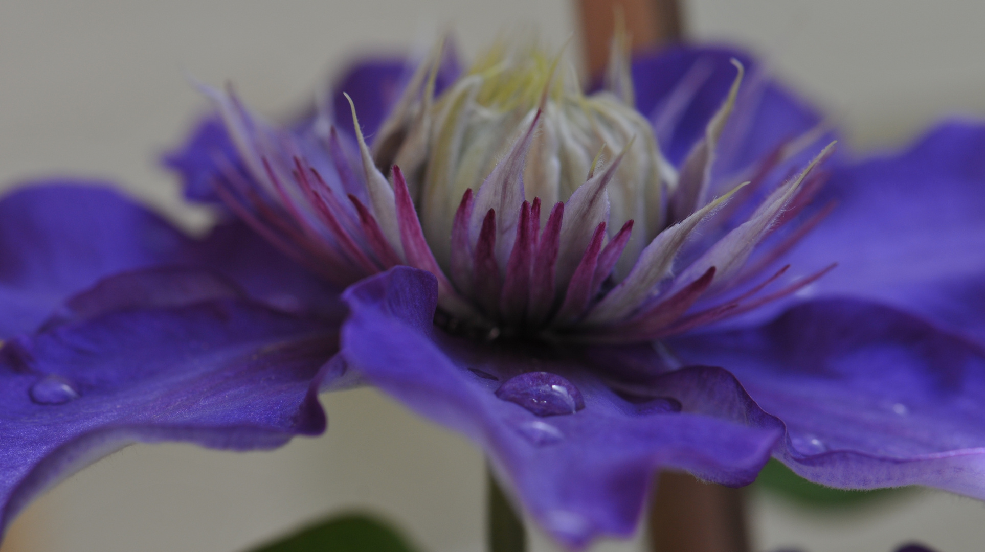 Clematis, lila