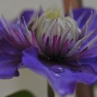 Clematis, lila