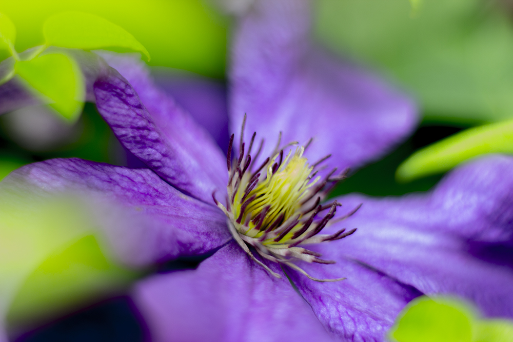 Clematis Lila