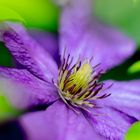 Clematis Lila