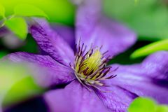 Clematis Lila