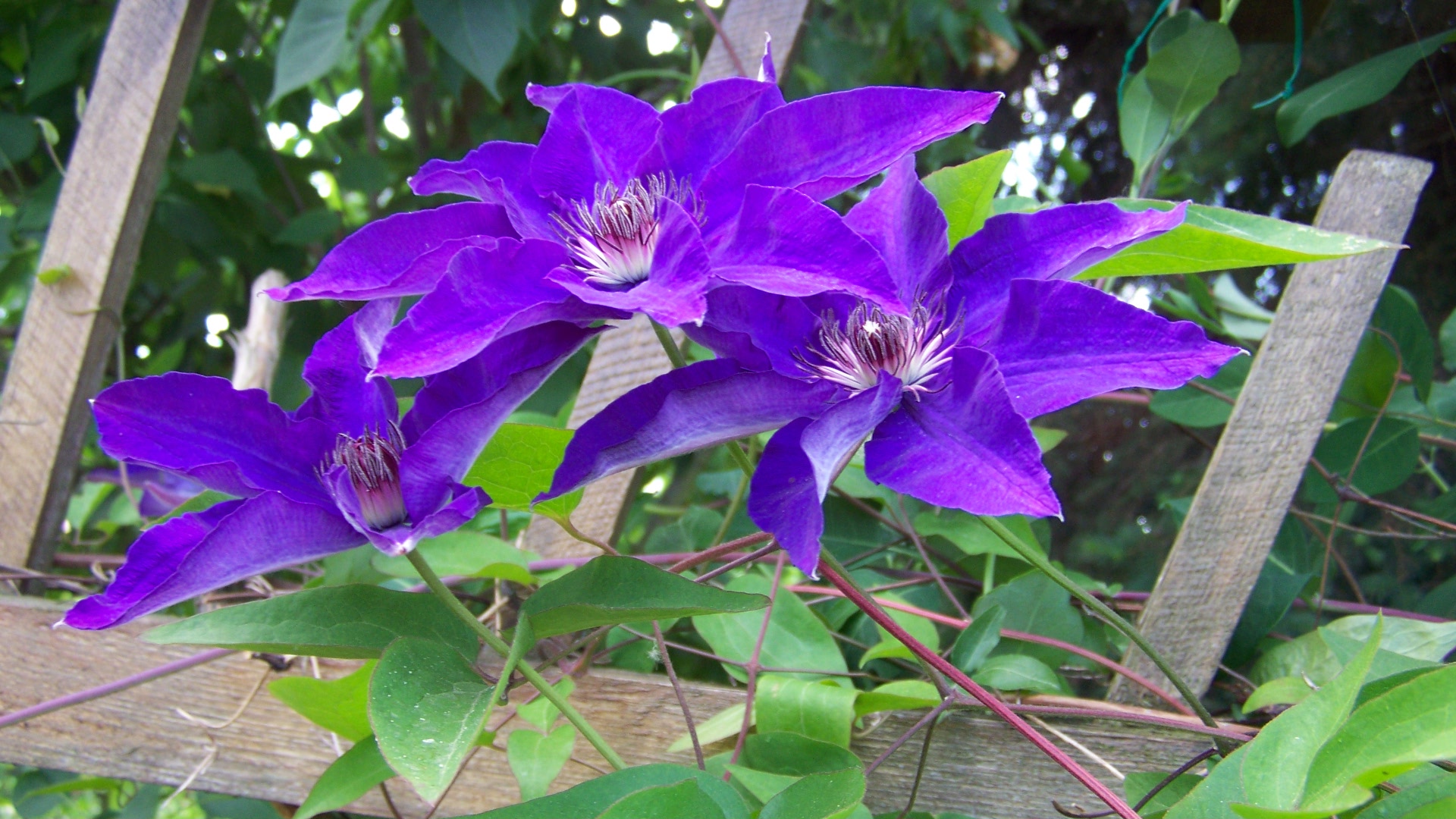 Clematis, lila