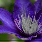 Clematis lila