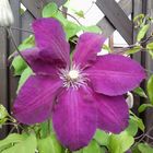 Clematis Lila