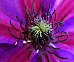 CLEMATIS LILA-PINK.....