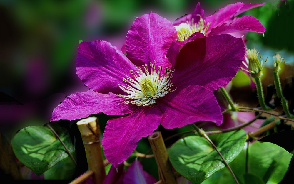 Clematis lila    VI 