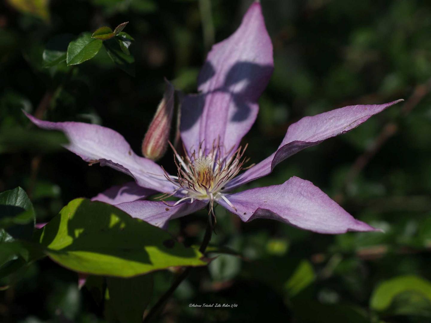 clematis-lila1