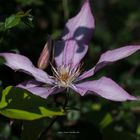 clematis-lila1