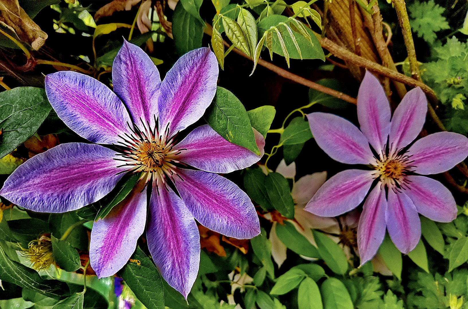 Clematis 'Lincoln Star'