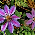 Clematis 'Lincoln Star'