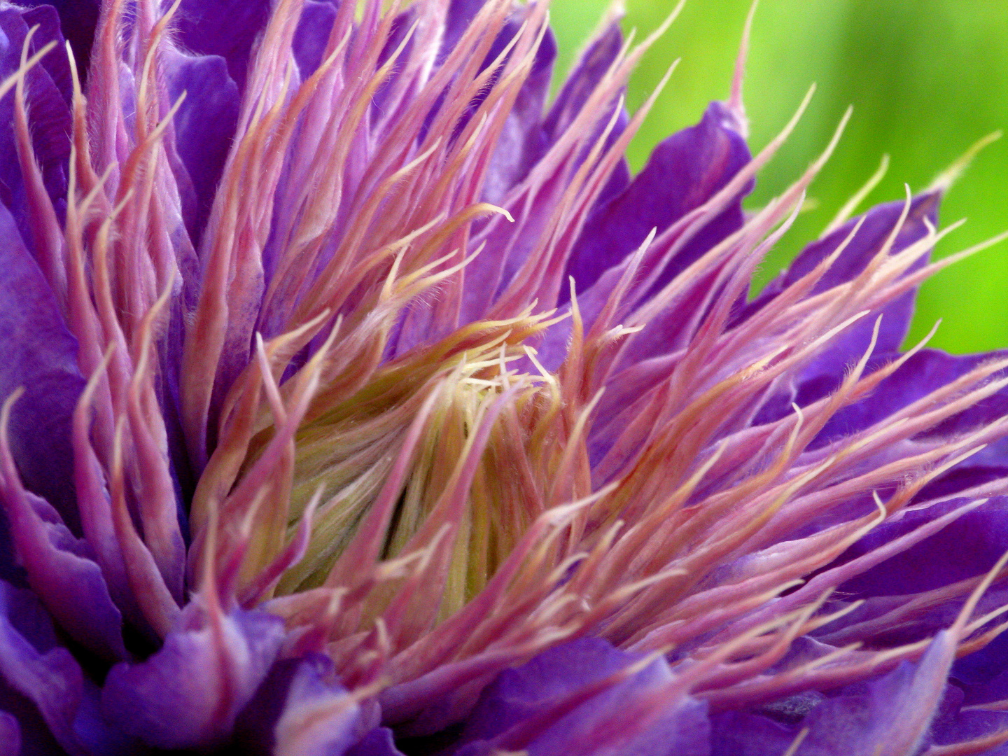 Clematis-Macro