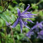 Clematis macropetala 'Maidwell Hall'