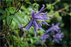 Clematis macropetala 'Maidwell Hall'