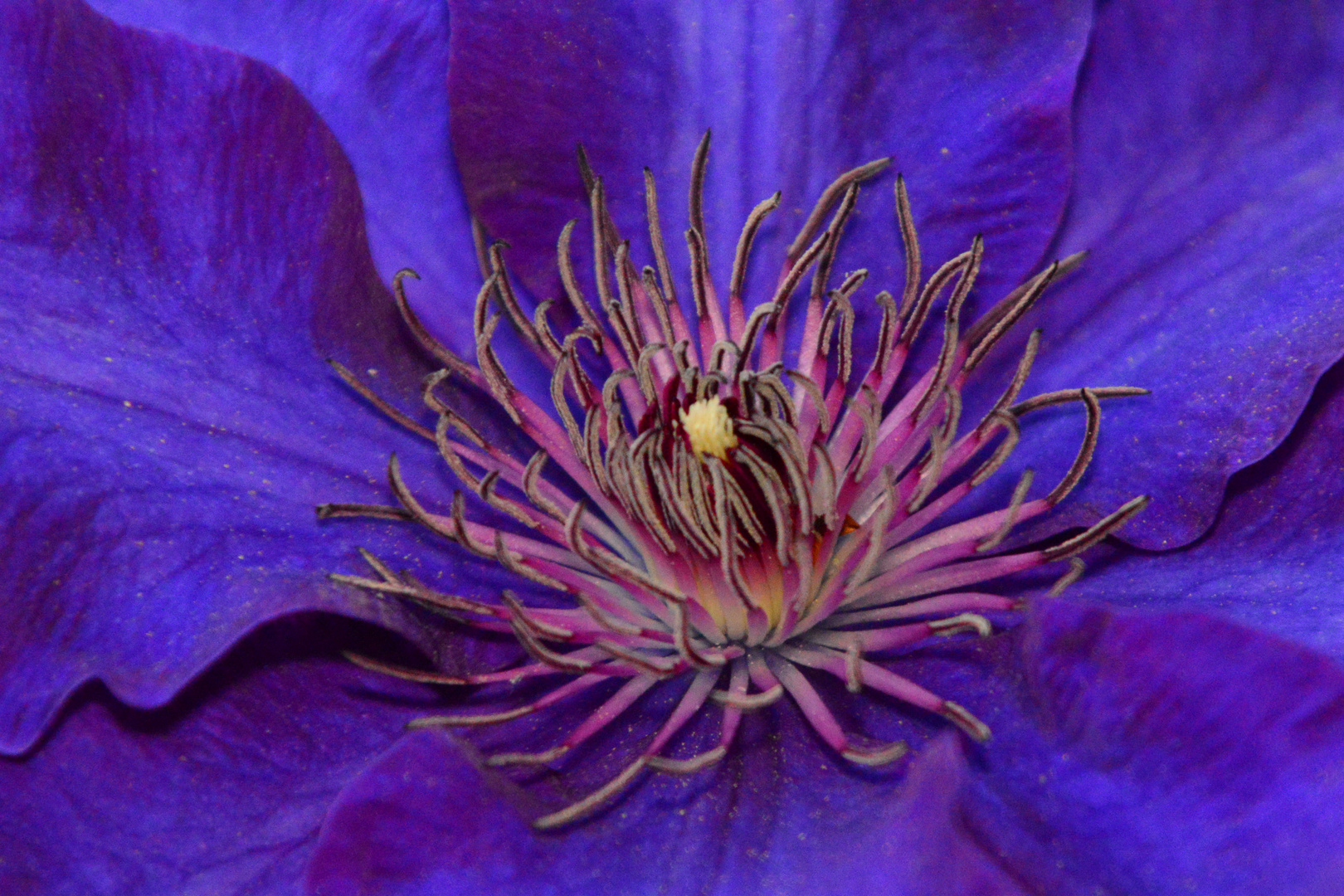 Clematis-Makro