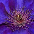 Clematis-Makro