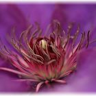 Clematis Makro