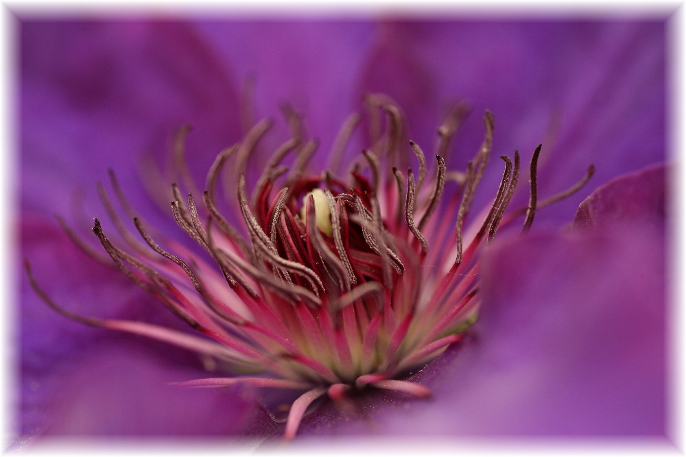 Clematis Makro