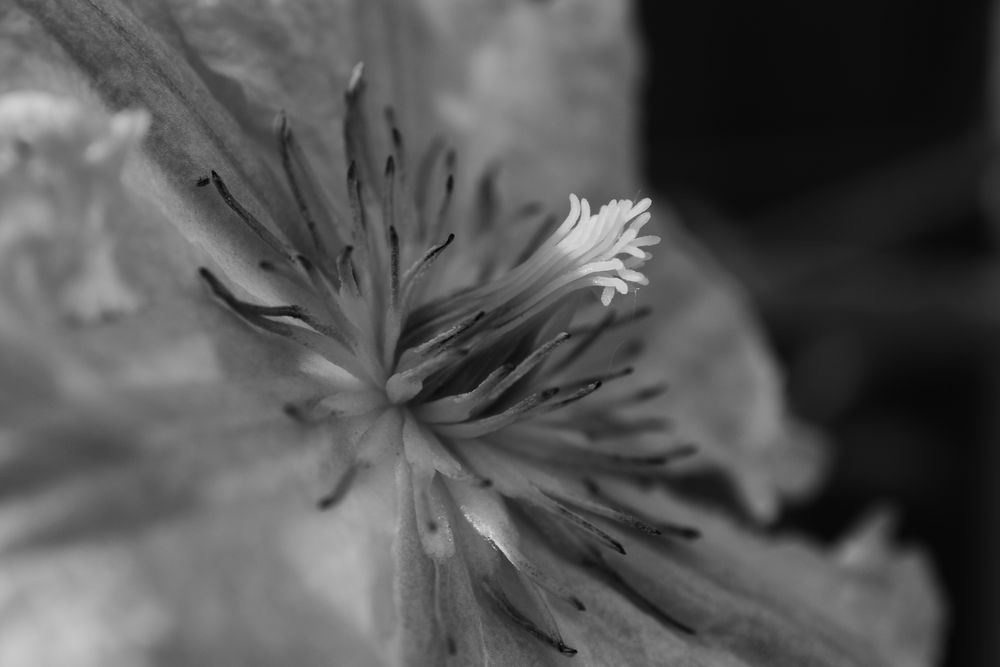 Clematis Makro