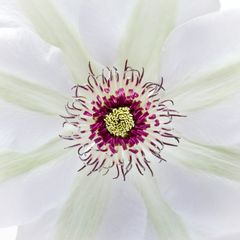 Clematis Miss Bateman