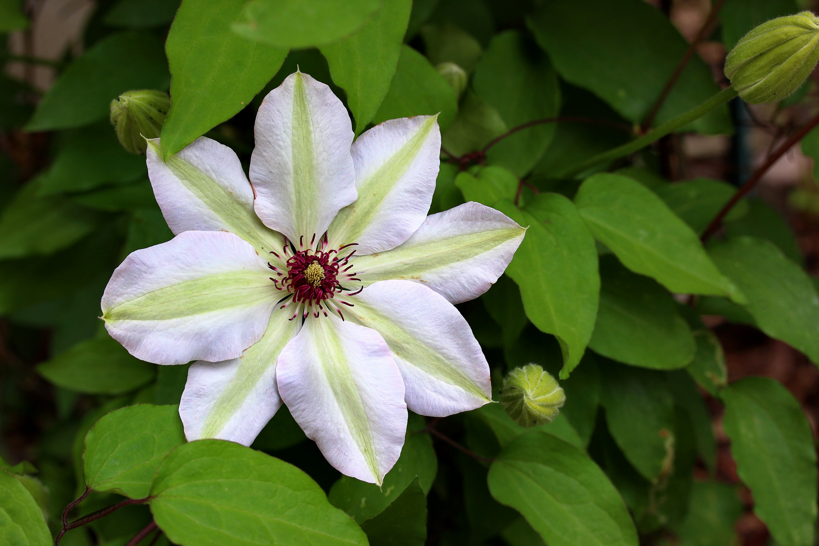 Clematis 'Miss Bateman' 