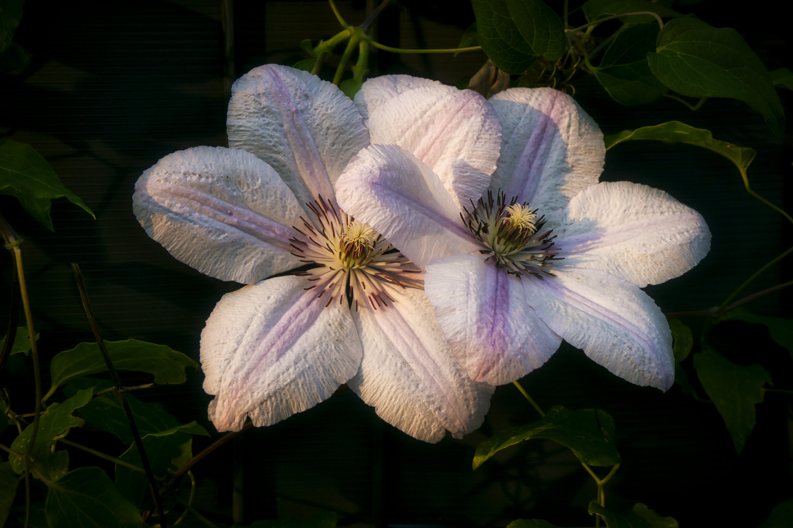 Clematis mit Abendsonne.