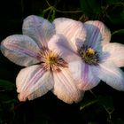 Clematis mit Abendsonne.