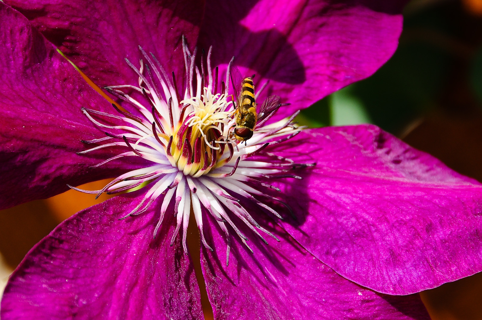 Clematis mit Besuch