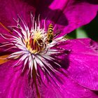 Clematis mit Besuch