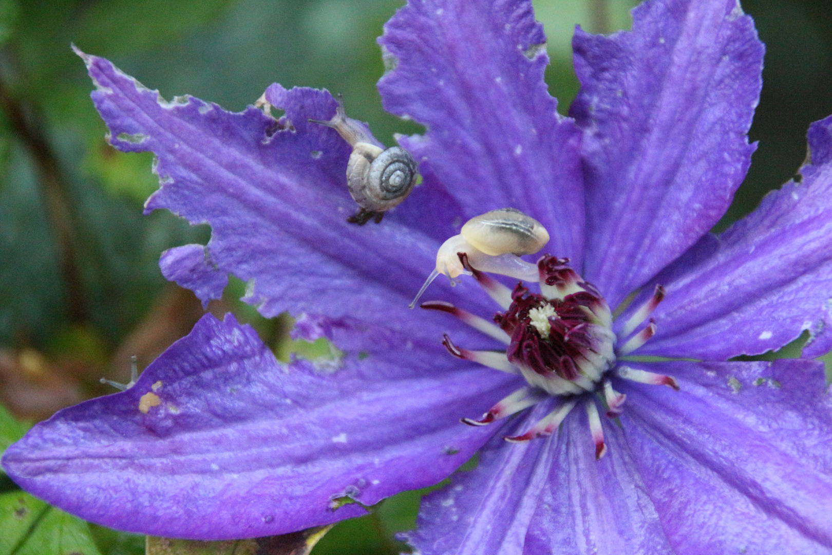 Clematis mit Besucher