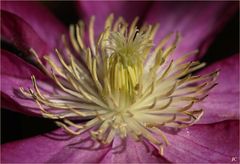 Clematis mit Bewohner