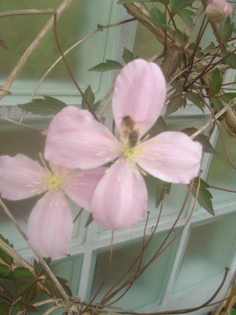 Clematis mit Biene 2