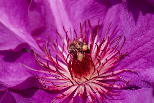 Clematis mit Biene