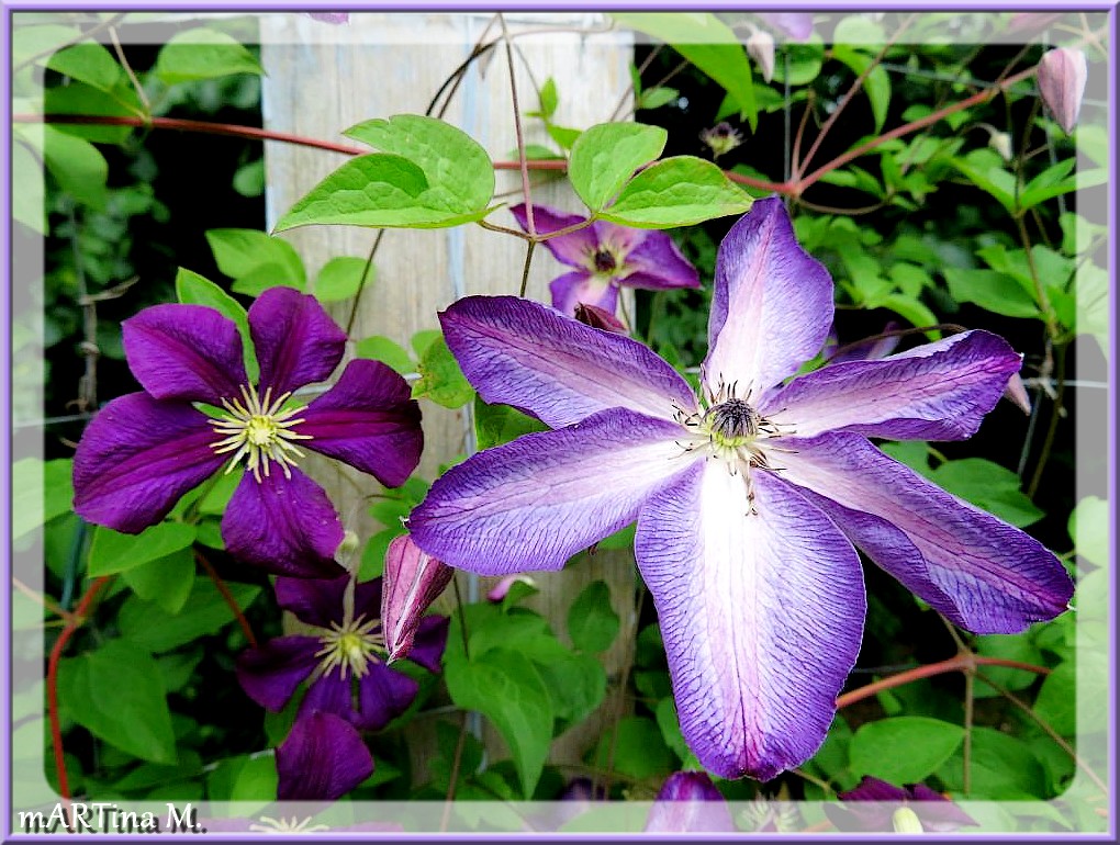 Clematis (mit Gedicht)