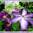 Clematis (mit Gedicht)