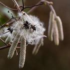 Clematis mit Haselblüten