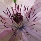 Clematis mit Ohrenkneifer