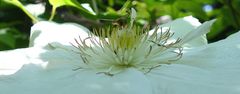  Clematis mit Schwebfliege