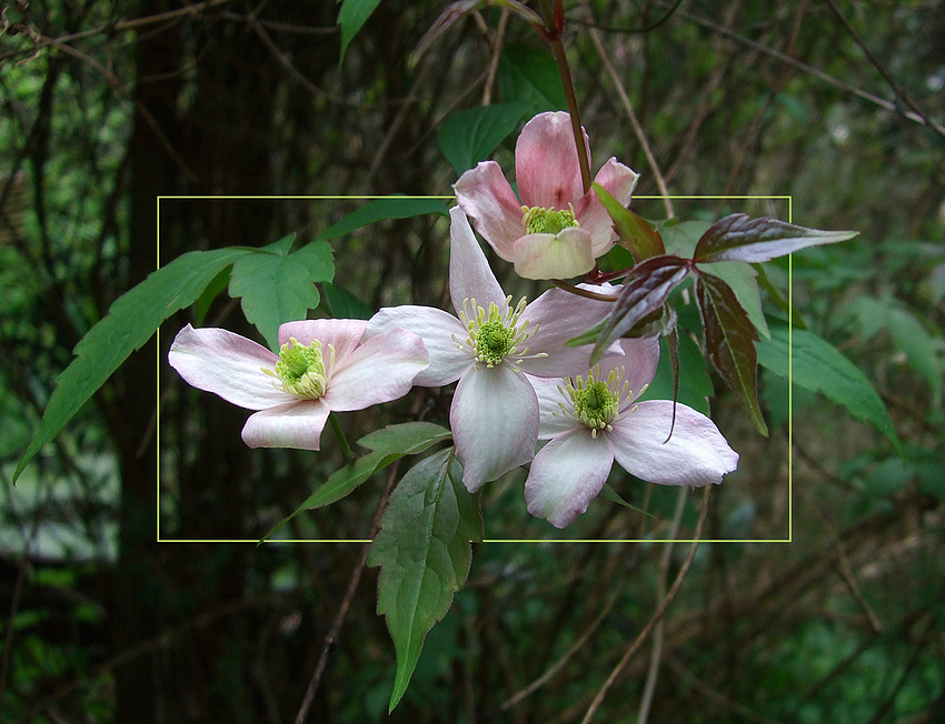 Clematis montana