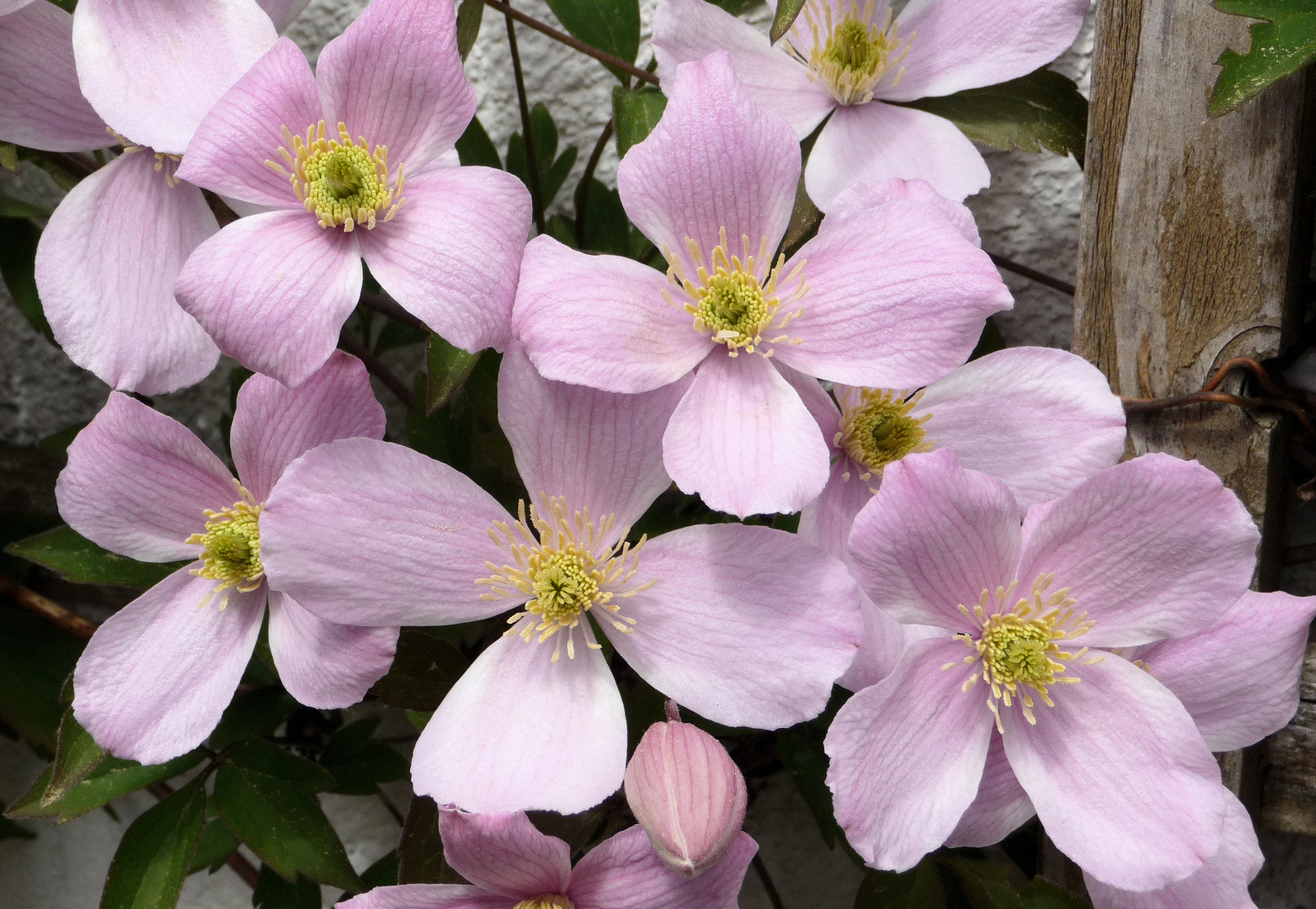 . clematis montana .