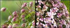 Clematis montana