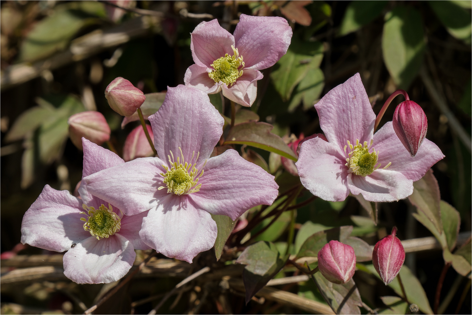 Clematis montana ..... 