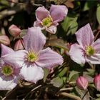 Clematis montana ..... 